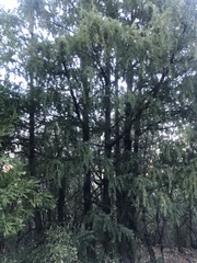 Pseudotsuga menziesii