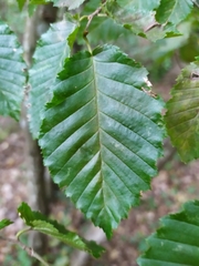 Carpinus betulus