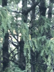 Pseudotsuga menziesii