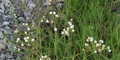 Parthenium