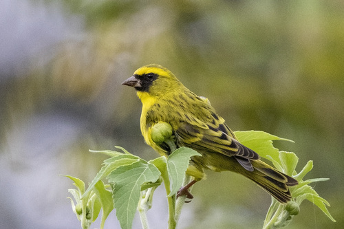 Western Citril