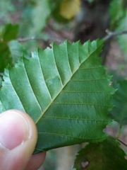 Carpinus betulus