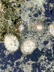 Siphonaria denticulata