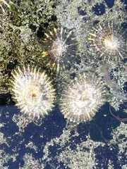 Siphonaria denticulata