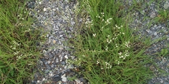 Parthenium