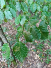Carpinus betulus