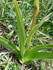 Gymnadenia densiflora