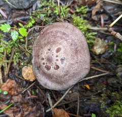 Lactarius quietus