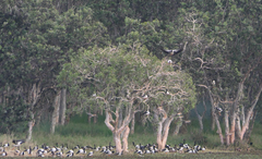 Anseranas semipalmata