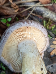 Lactarius quietus