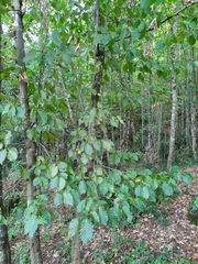 Carpinus betulus