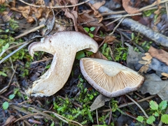Lactarius quietus
