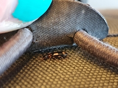 Dromius quadrimaculatus
