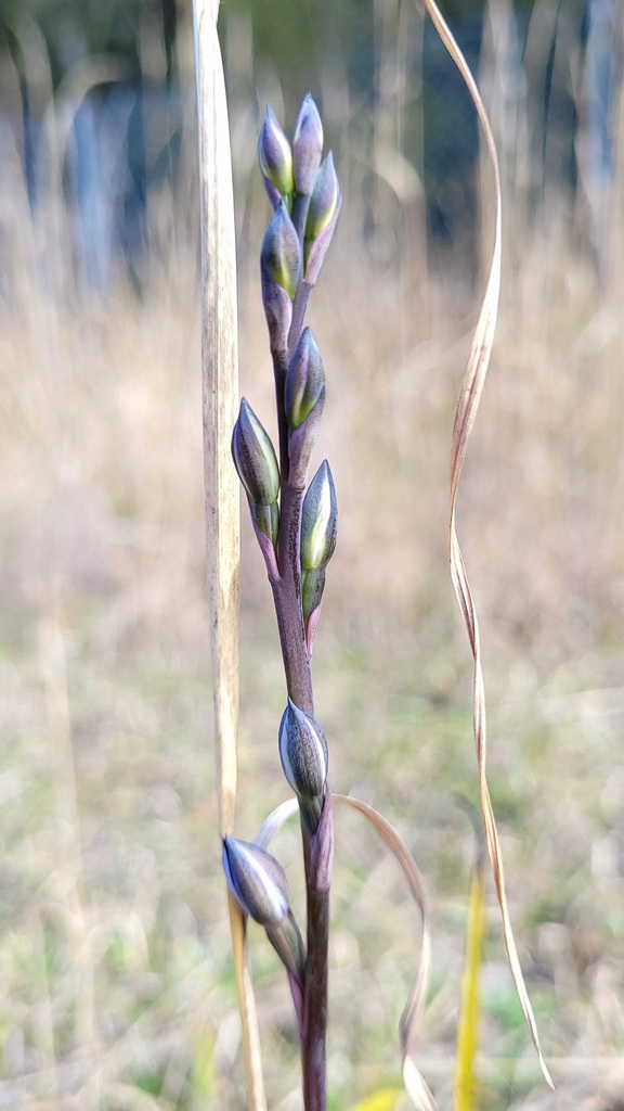 Thelymitra adorata