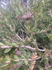 Melaleuca nesophila