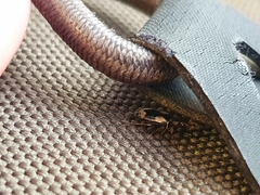 Dromius quadrimaculatus