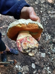 Rubroboletus satanas