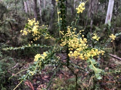 Acacia pravissima