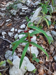 Polygonatum verticillatum