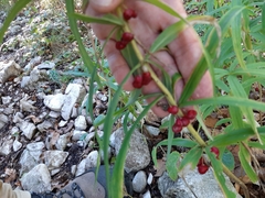 Polygonatum verticillatum