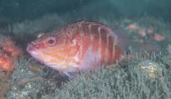 Hypoplectrodes maccullochi