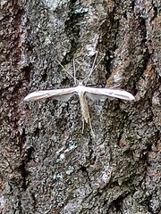 Pterophorinae