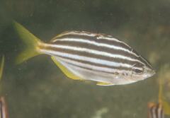 Atypichthys strigatus