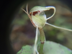 Corybas