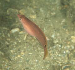 Austrolabrus maculatus