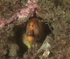 Gymnothorax prasinus