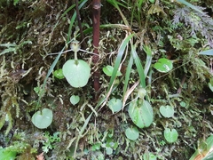Corybas