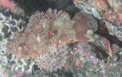 Scorpaena jacksoniensis