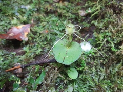 Corybas