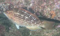 Notolabrus gymnogenis