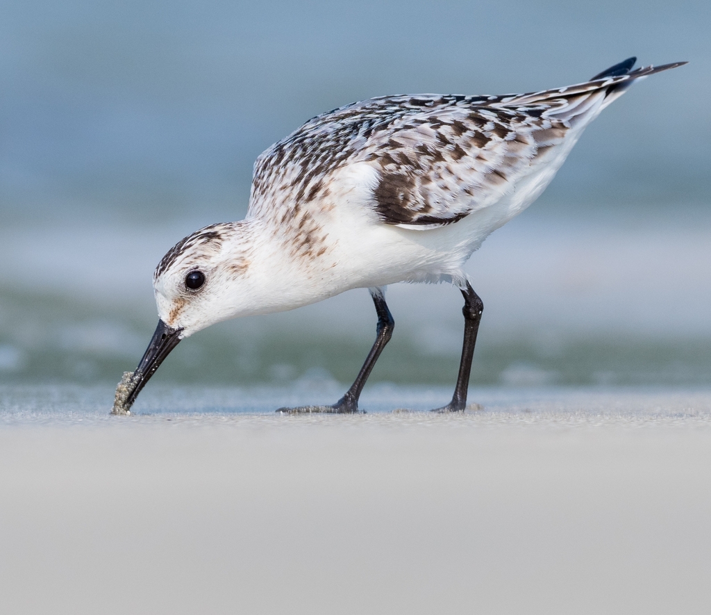 Sanderling (Calidris alba) photo