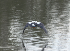 Anseranas semipalmata