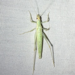 Oecanthus exclamationis