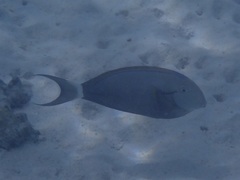 Acanthurus nigricauda