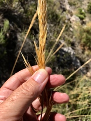 Macrochloa tenacissima