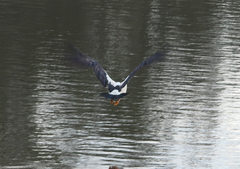 Anseranas semipalmata
