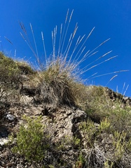 Macrochloa tenacissima