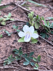 Asystasia intrusa