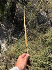 Macrochloa tenacissima