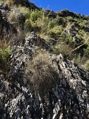 Macrochloa tenacissima