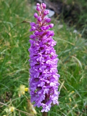 Gymnadenia densiflora