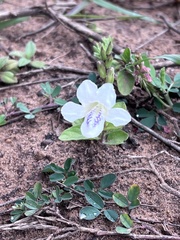 Asystasia intrusa