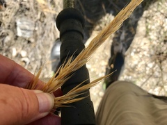 Macrochloa tenacissima