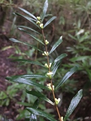 Pimelea axiflora axiflora