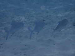 Ferdauia orthogrammus
