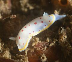 Goniobranchus hunterae